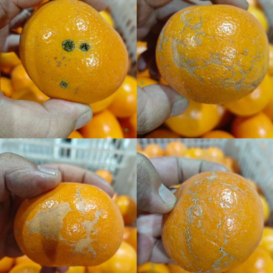 【福利果 规格随机 预售】武鸣沃柑 净重5斤  较大花麻 口感无异