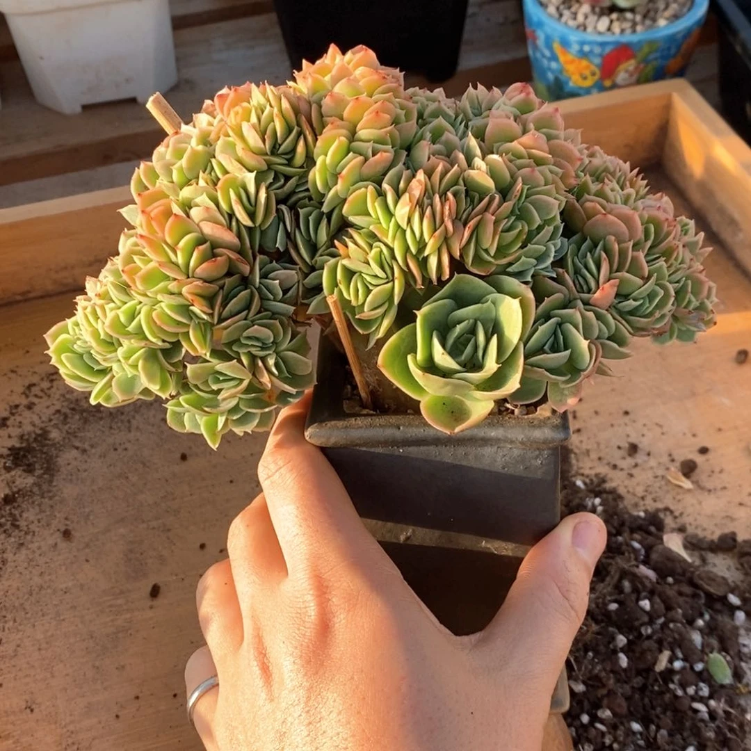 星那塔朵朵缀一物一拍
