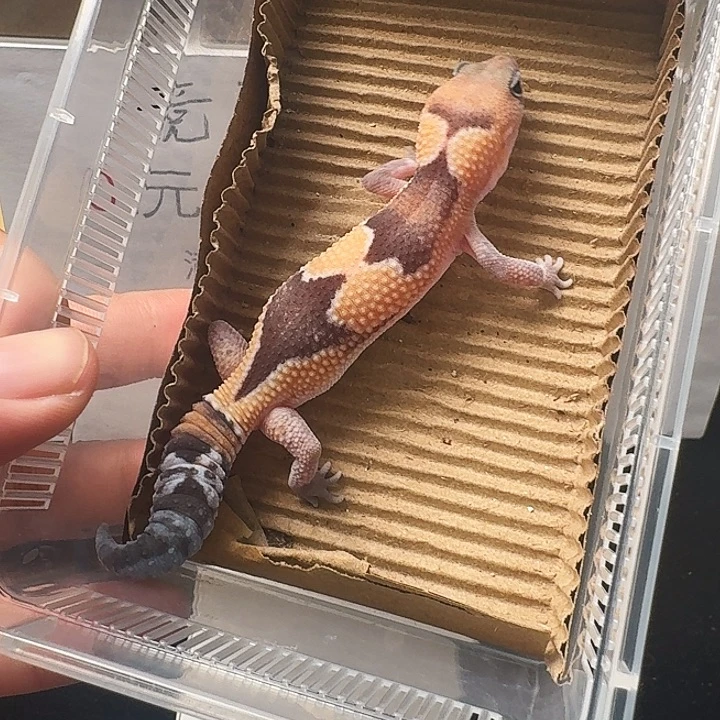 肥尾守宫退纹祖鲁搞起来！