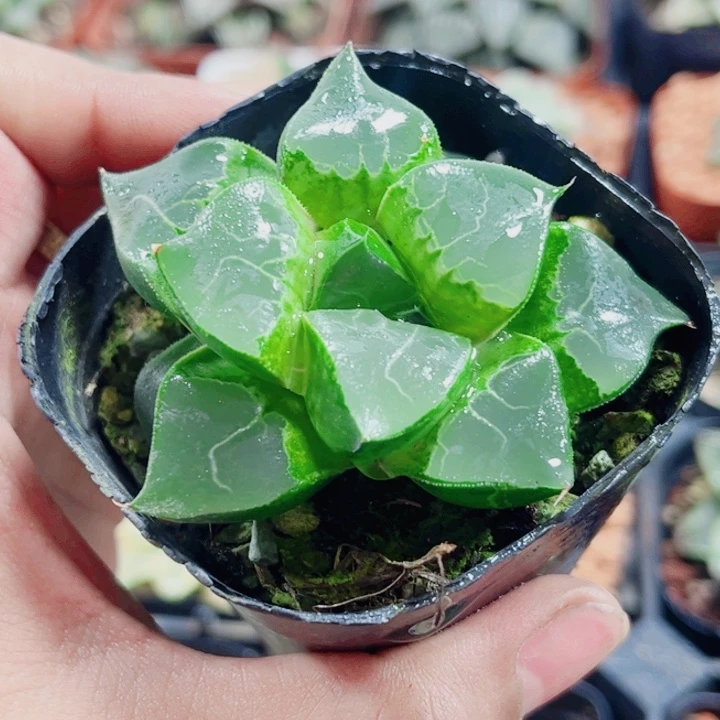 十二卷 龙喜 开播福利