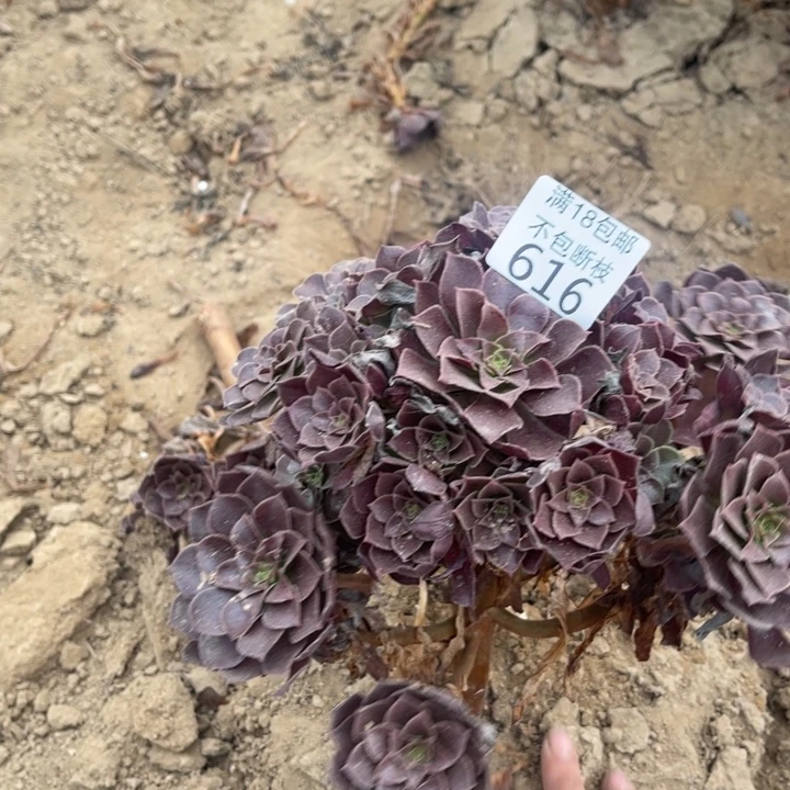 616荷兰玫瑰手捧4号