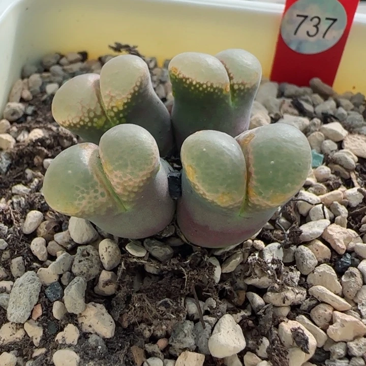 多肉植物风铃母本42号