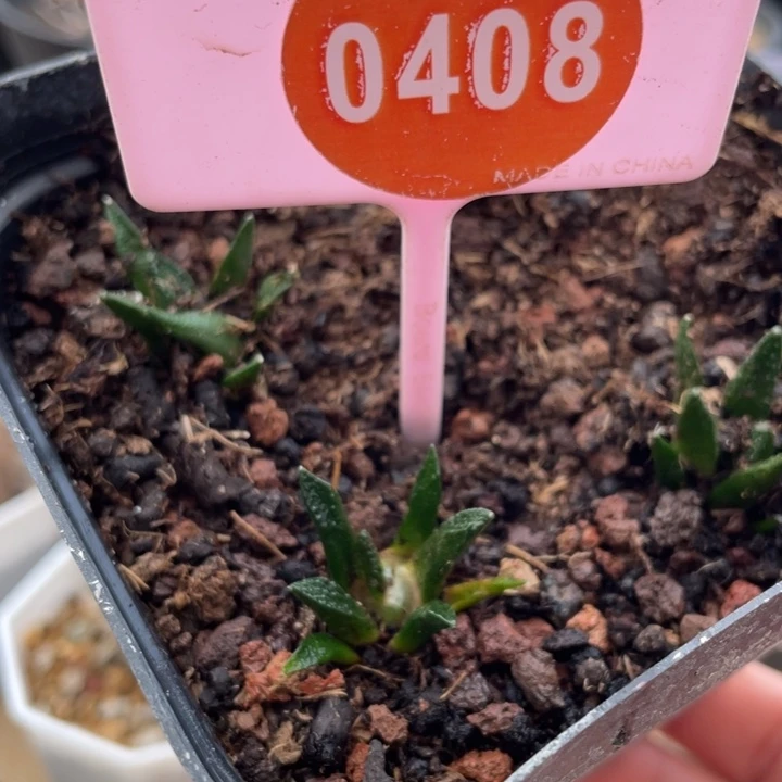 实生辛顿牡丹0408