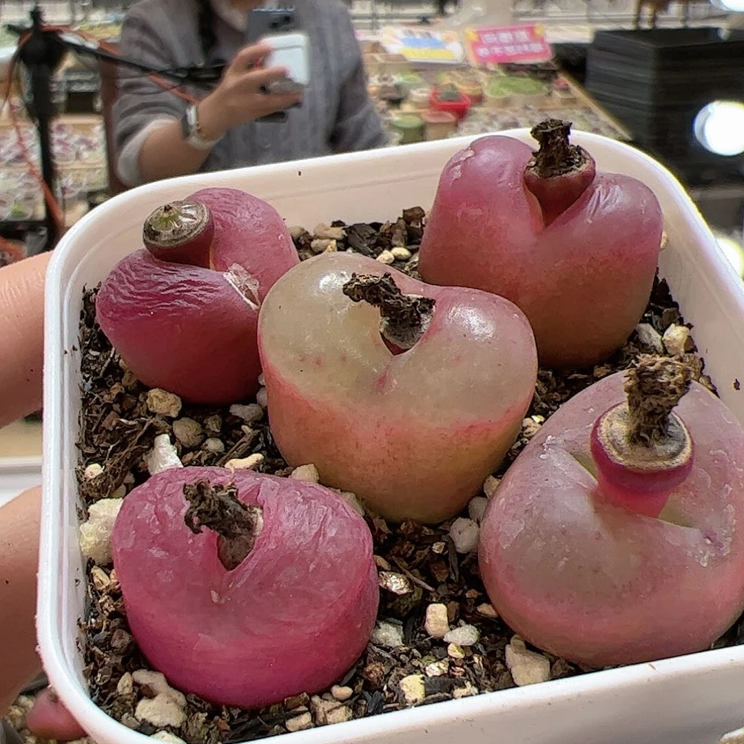 【闪购商品】旺***071 带盆