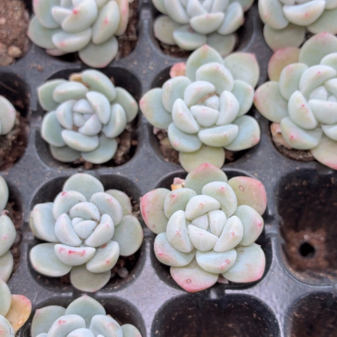 冰玉多肉9.9包邮发货