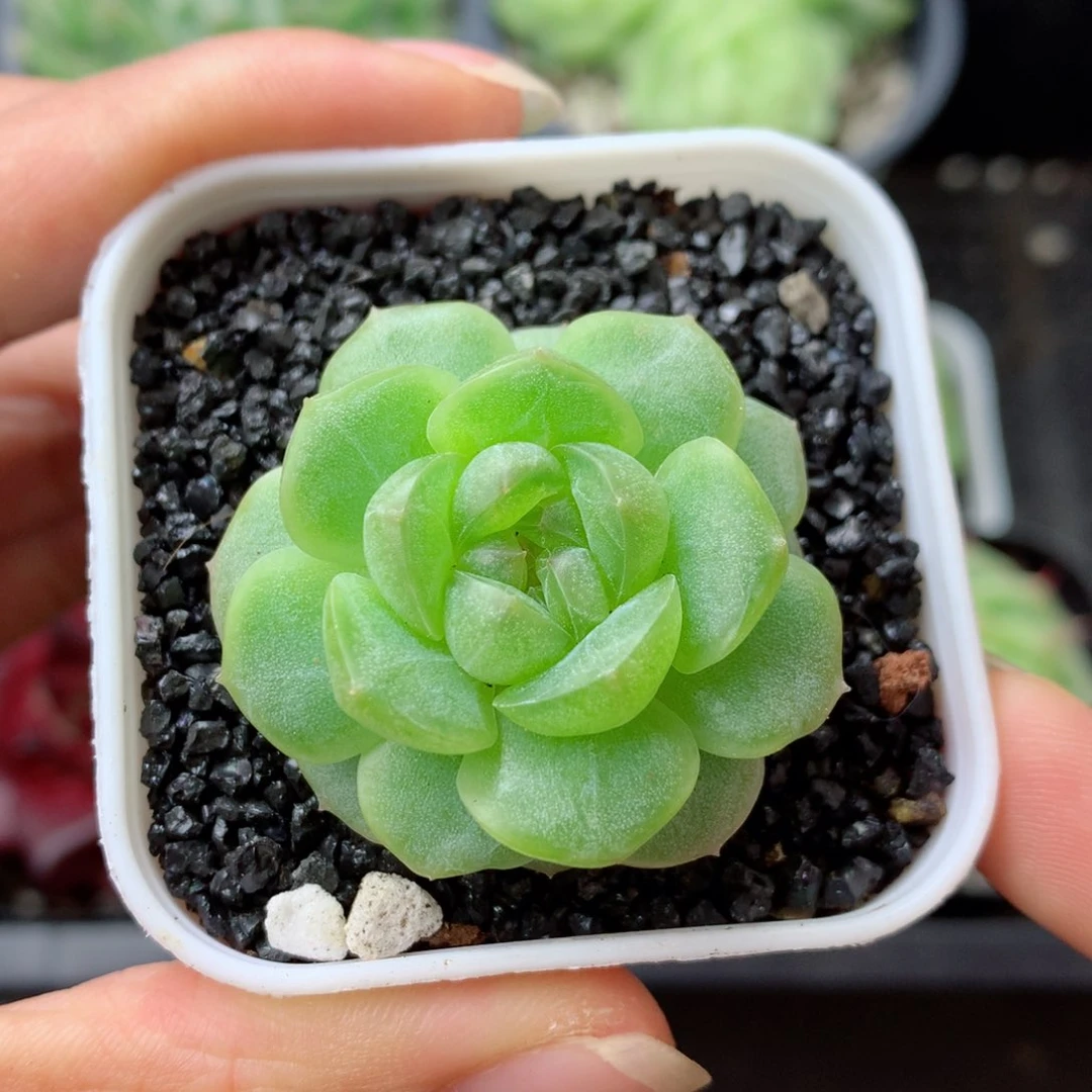 58包邮  群生不包整 44