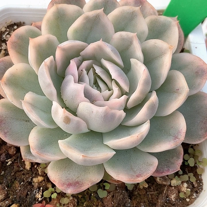 多肉植物雪球锦756多肉