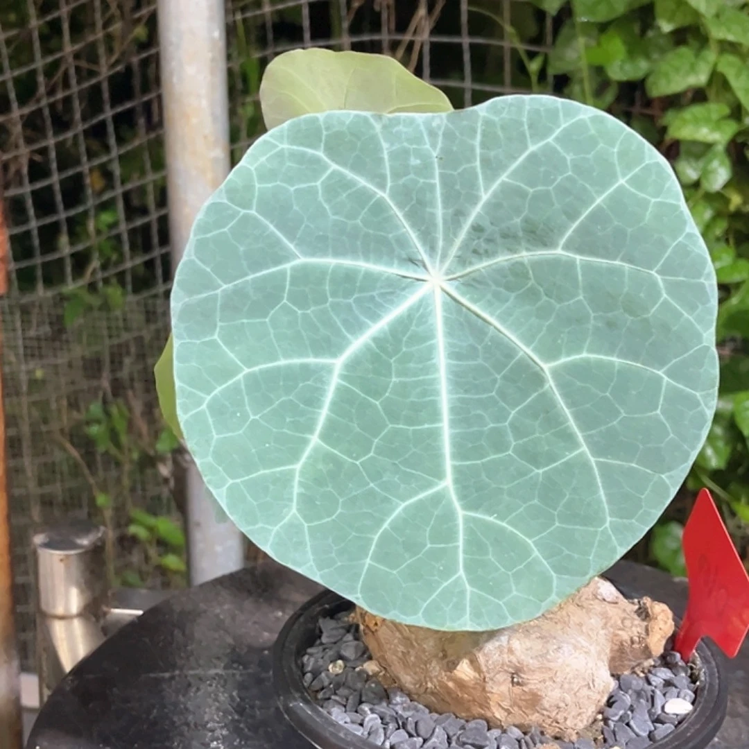 潮流植物 一叶龟 大荷叶版