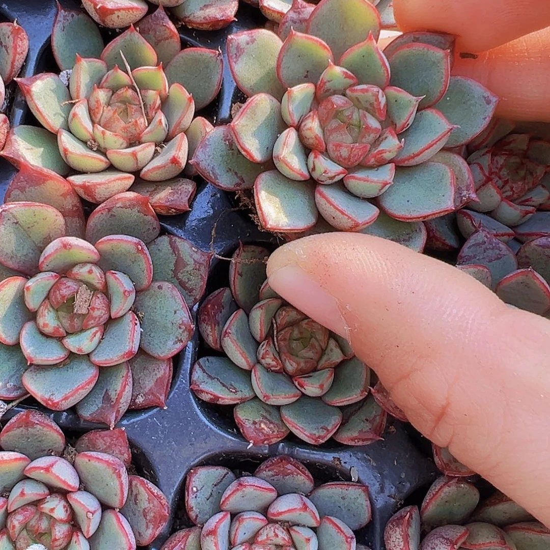 烟火向日葵5颗苗多肉