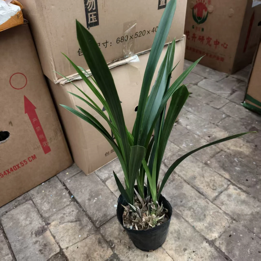 福利墨兰室内绿植盆栽