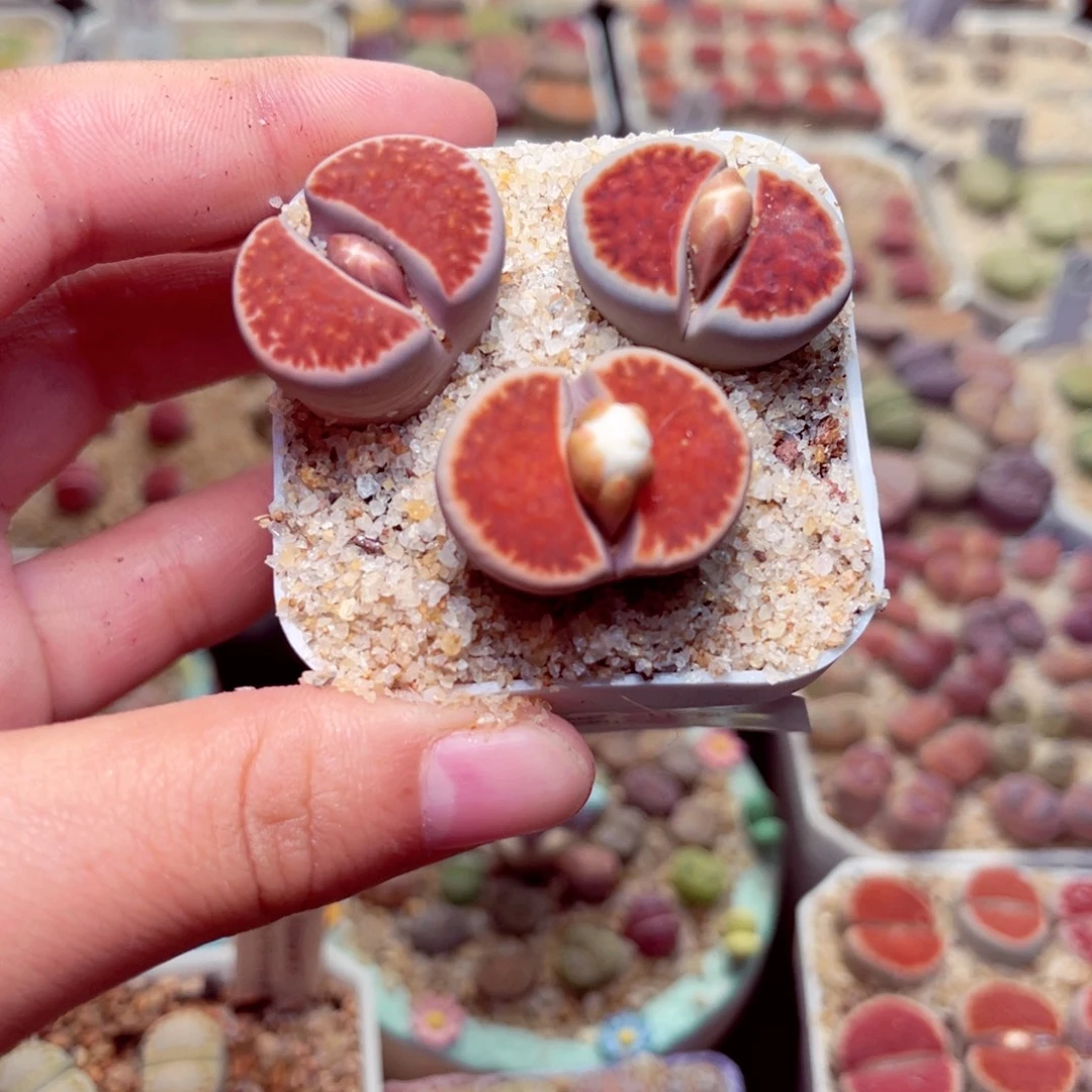 524号带盆包邮发货