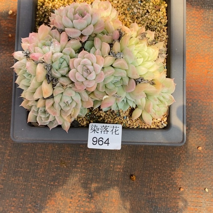 ￥*鑫精品多肉植物964