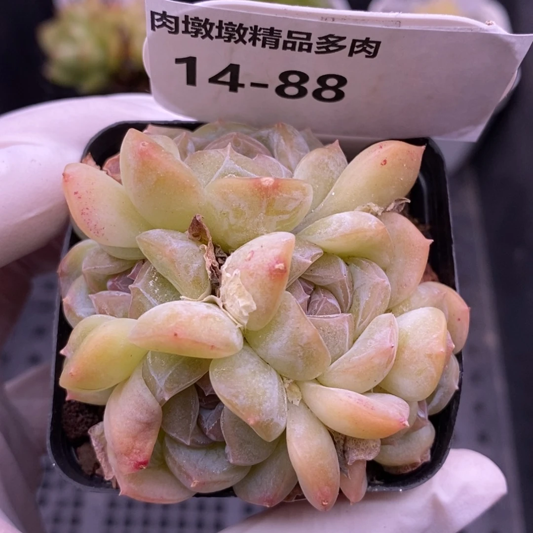 【闪购商品】14-88朦胧