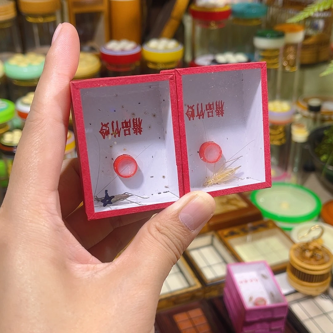 蟋蟀一只天水黑竹蛉+一只柬埔寨竹蛉
