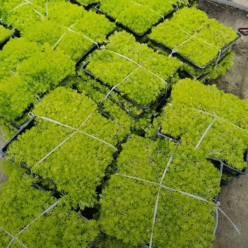 佛甲草盆栽耐寒耐热庭院绿化地被植物造景好养护