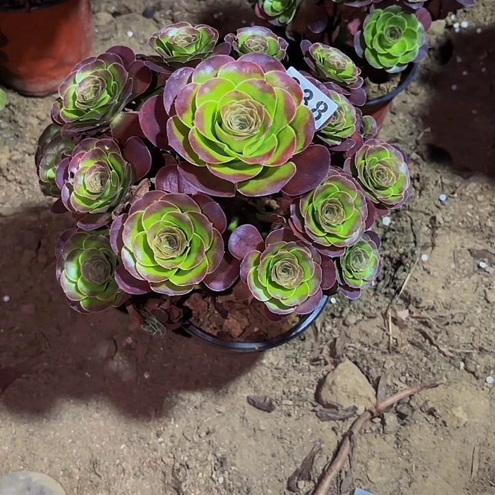 238魅金多肉植物不售后