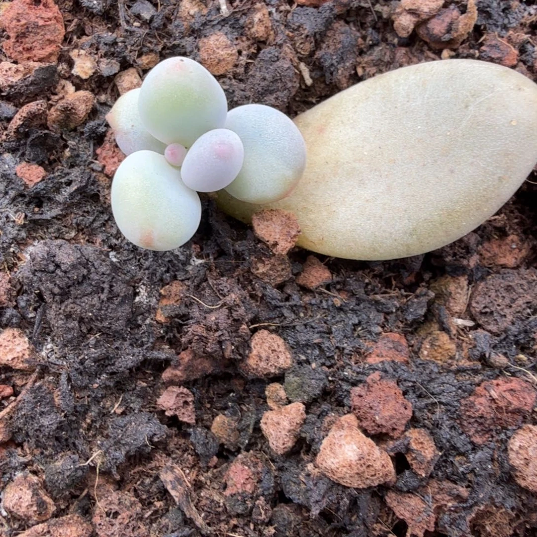 无名盲盒多肉锦植物
