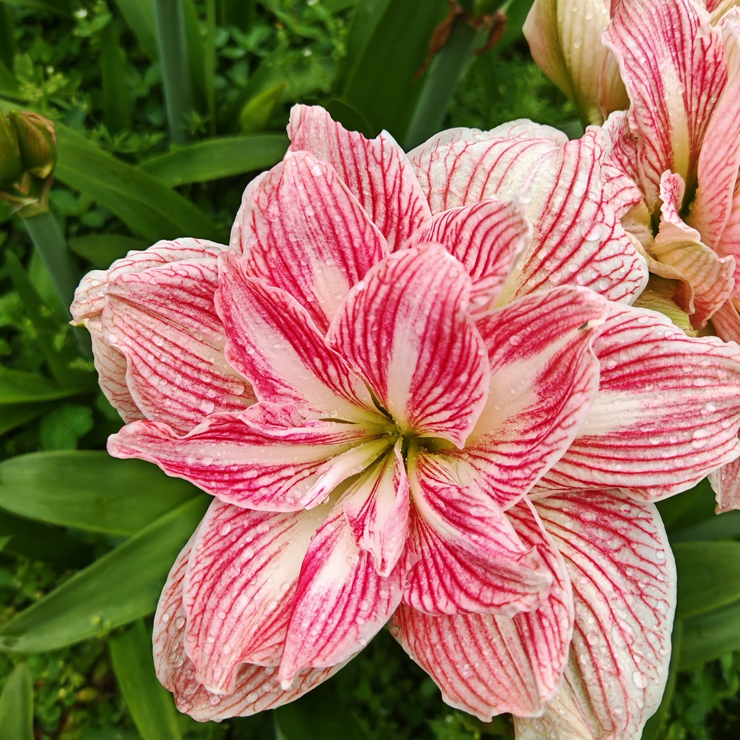 阿佛雷双梦爱神朱顶红进口品种重瓣国产种球盆栽带花苞球根植物花