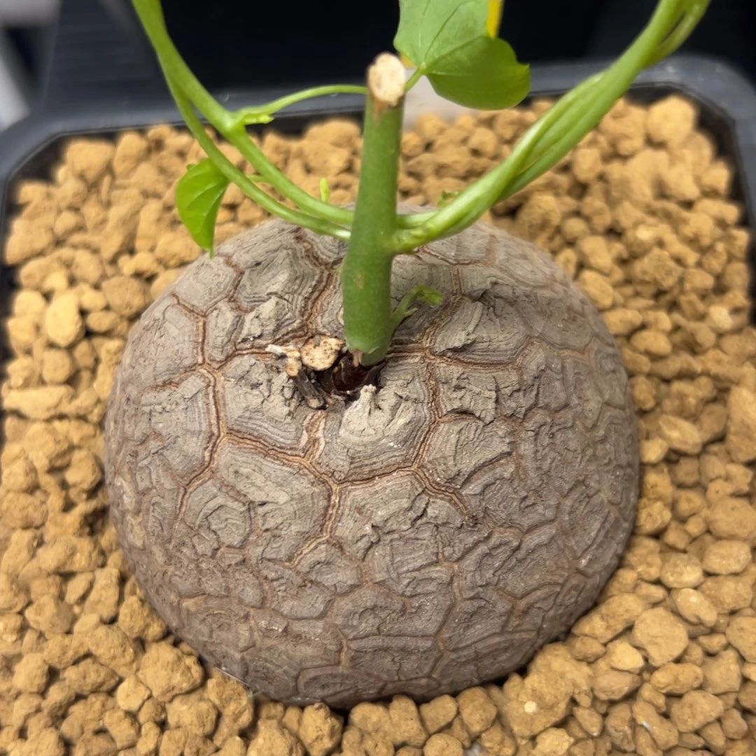 精品盆栽养定的龟甲龙71号