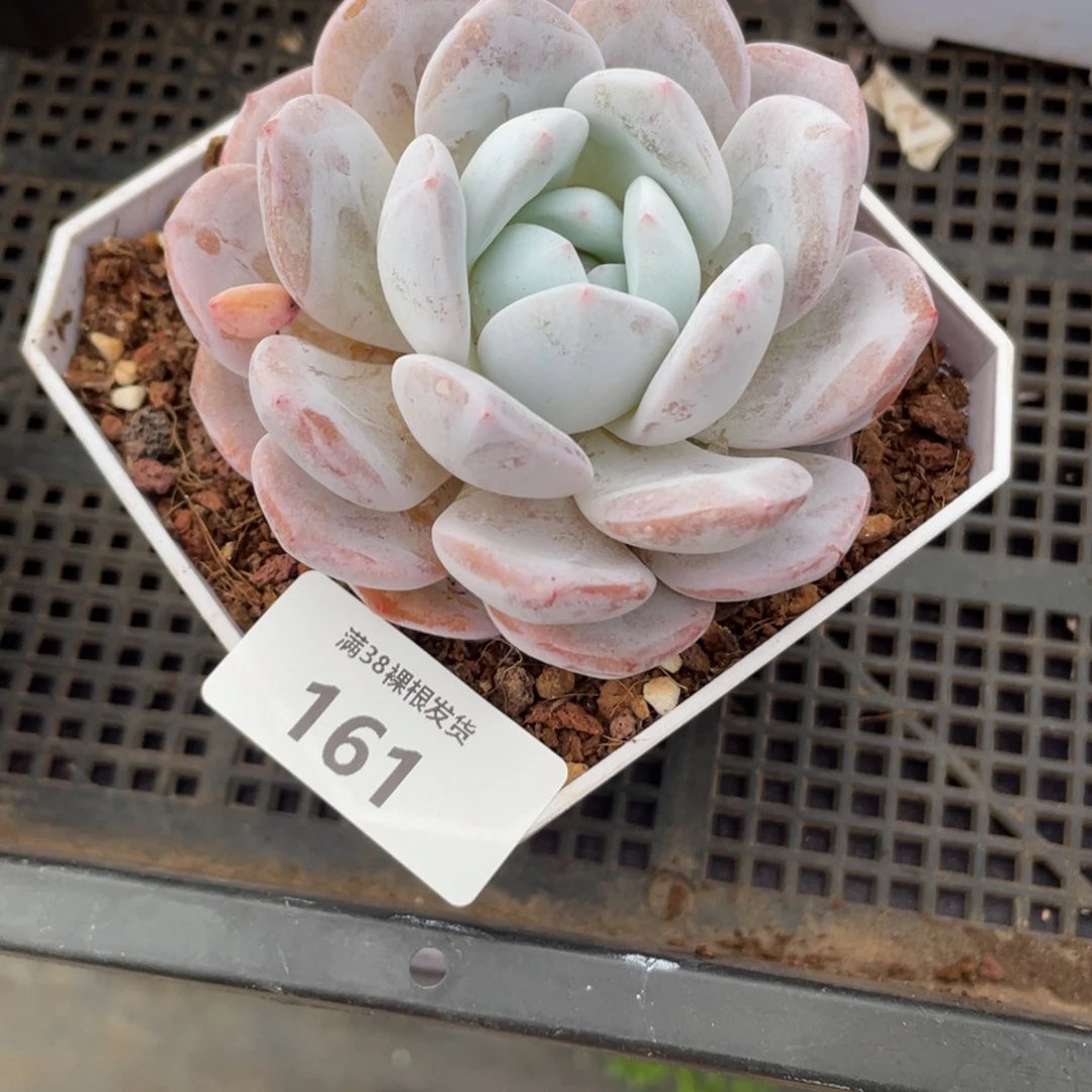 沁***7161奶盖单头多肉植物一物一拍