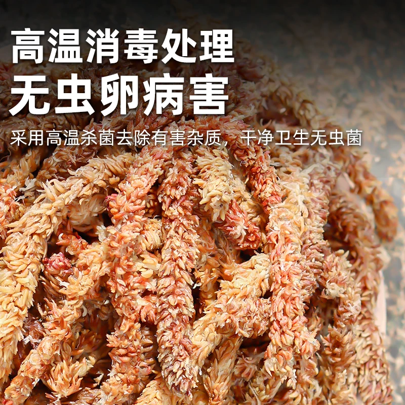【花草情抒专属】蝴蝶兰水苔 智利进口毛毛虫水苔