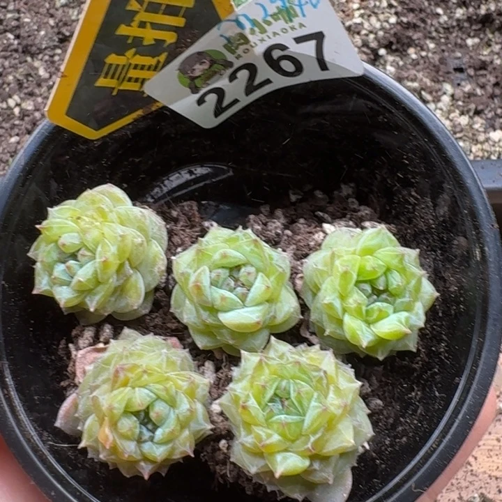 无花朵多肉植物多肉植物