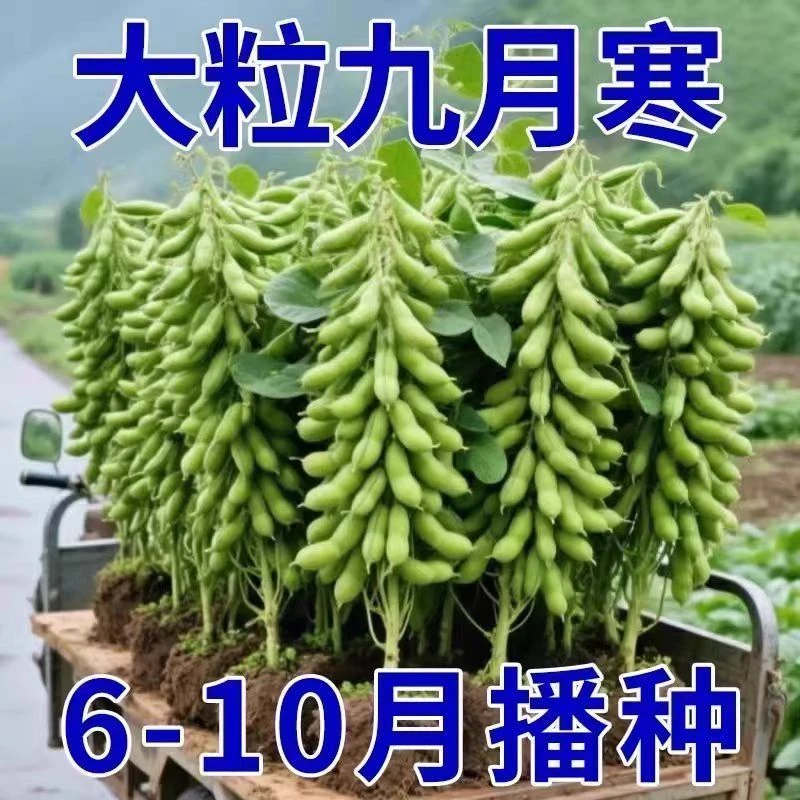 九月寒大粒晚熟毛子高产鲜食重阳豆蔬菜种籽高产青豆豆荚饱满毛豆