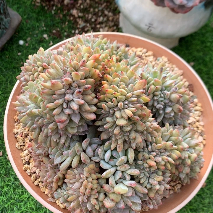 多肉植物星影缀化