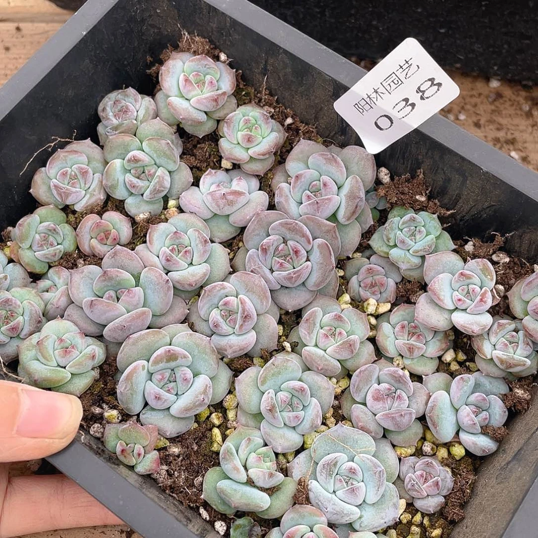 大***子多肉植物多肉植物38