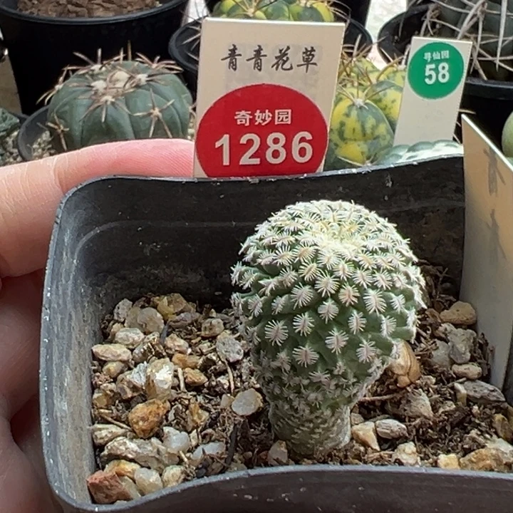 实生海胆娇丽2.4cm