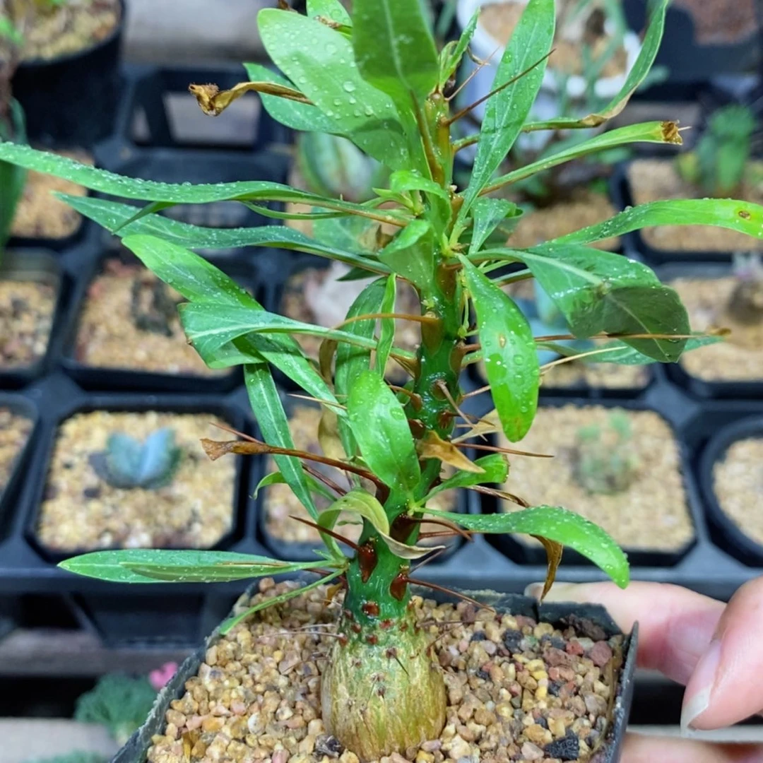 【闪购商品】紫福贵1.8cm