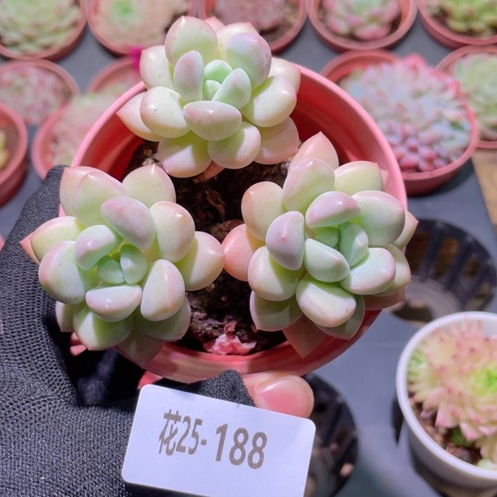 花利美25-188泡泡糖