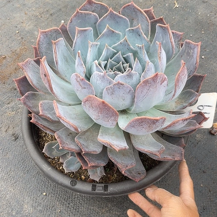 晨语多肉，一物一拍露西娜612