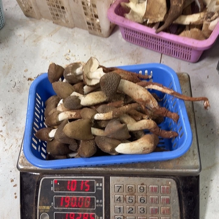 素***笑南华……………………………………中国大陆