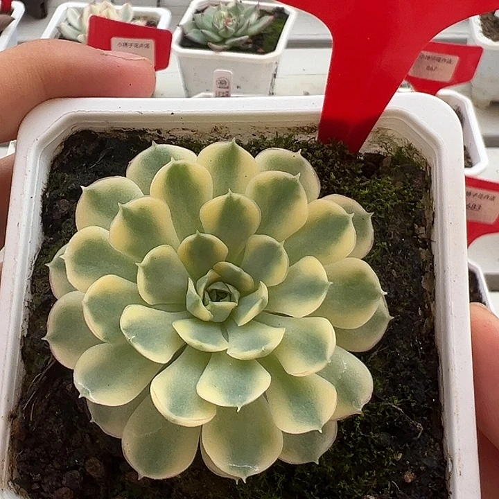 698号梦幻玫瑰锦多肉