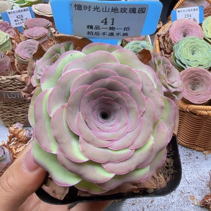 鱼***约山地玫瑰41裸根发货不售后