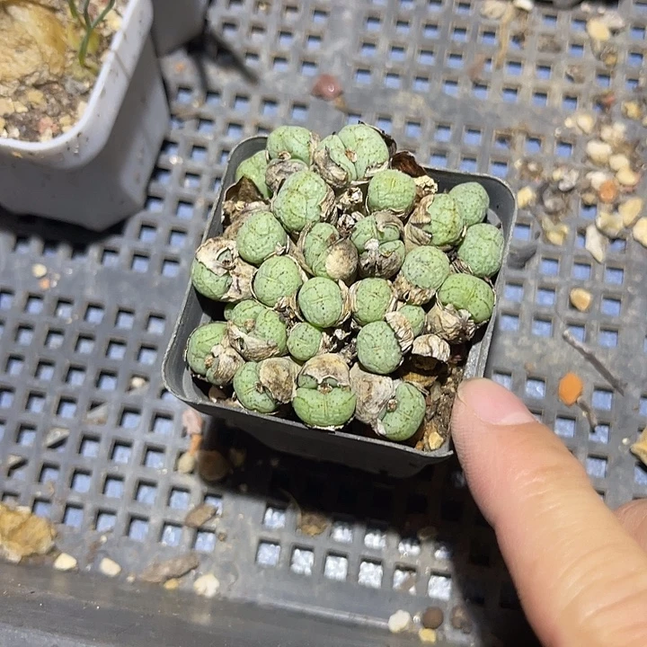 无花朵子播实生肉锥