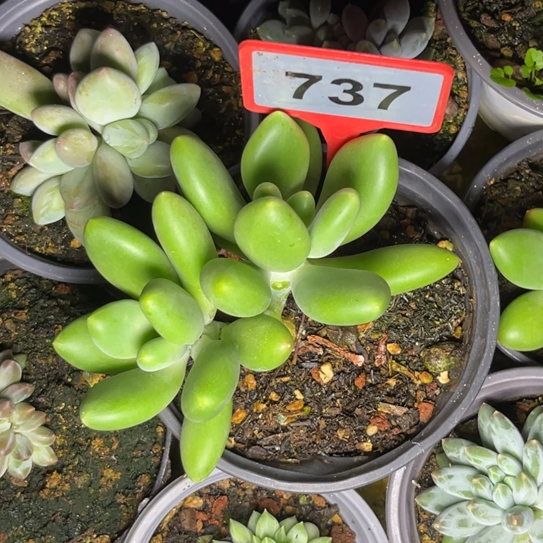 木***易多肉植物芒果奶群737