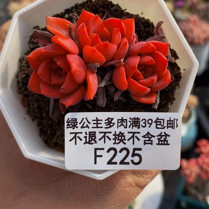 高贵不包整5cm225多肉植物