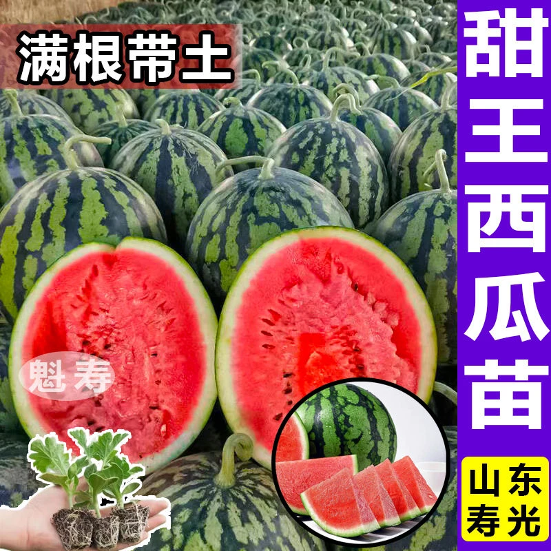 山东寿光甜王西瓜秧苗春秋四季高产皮薄脆甜超甜特大西瓜麒麟西瓜