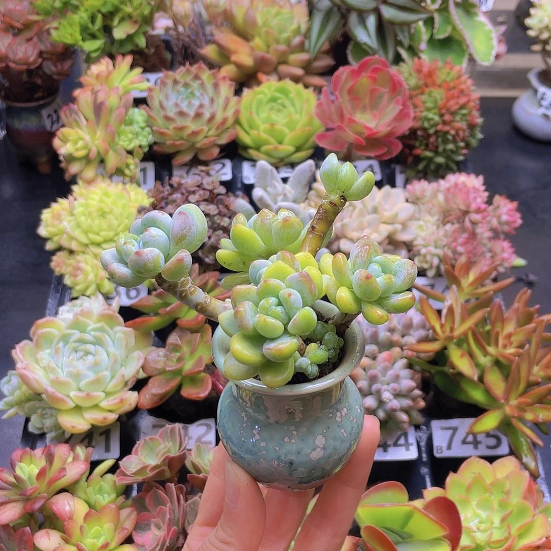 葡***诚花钱花钱花钱花钱花钱