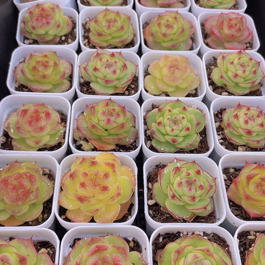 量拍130号 灵宝珍妮单头一个