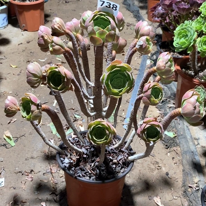 ?**煜法师植物一物一拍738