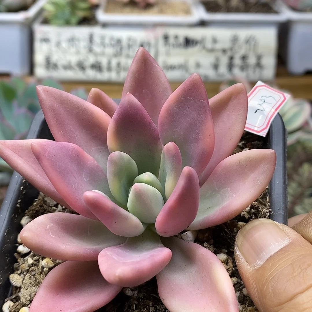 22243 桃花源锦多肉