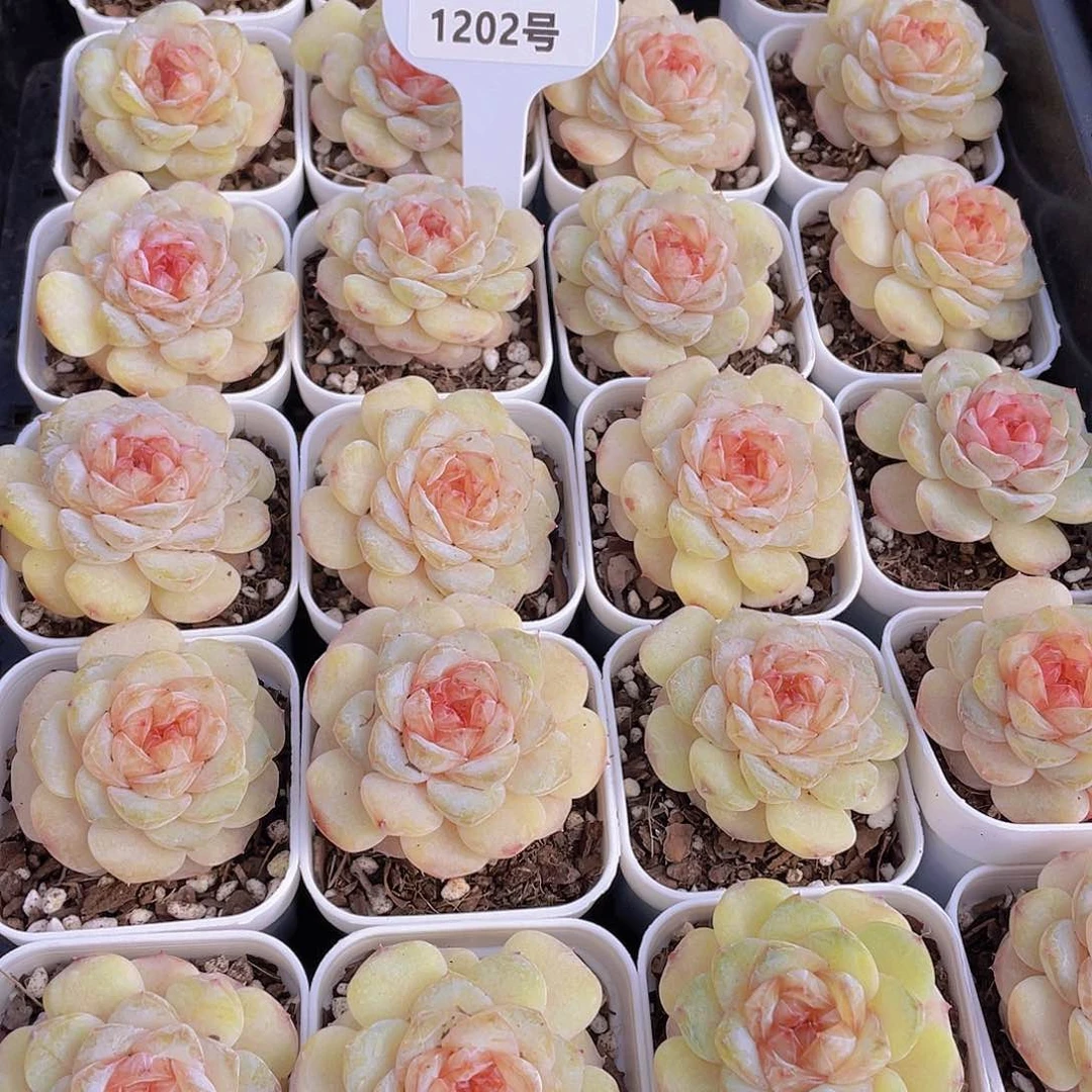 1202号 荔枝冻珍妮单头一个