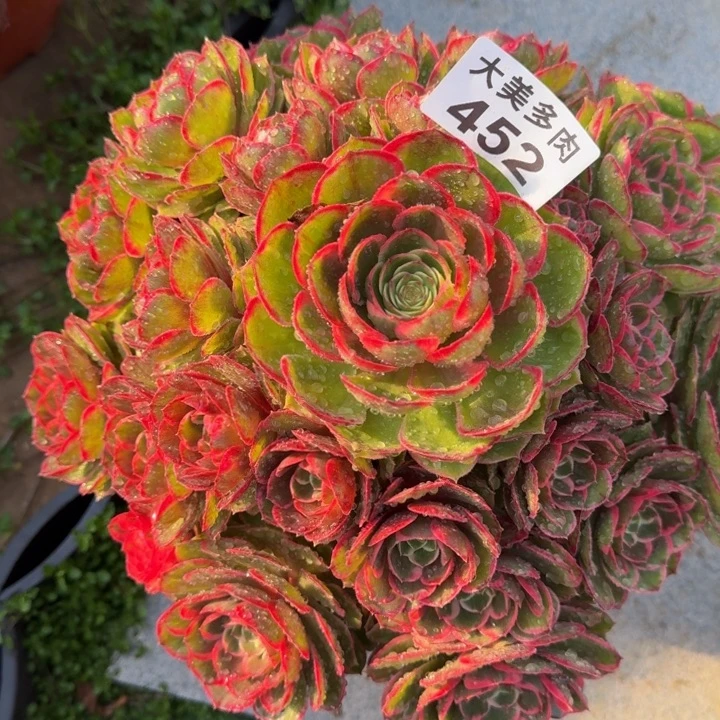 菩****粉花妖宝塔452肉肉