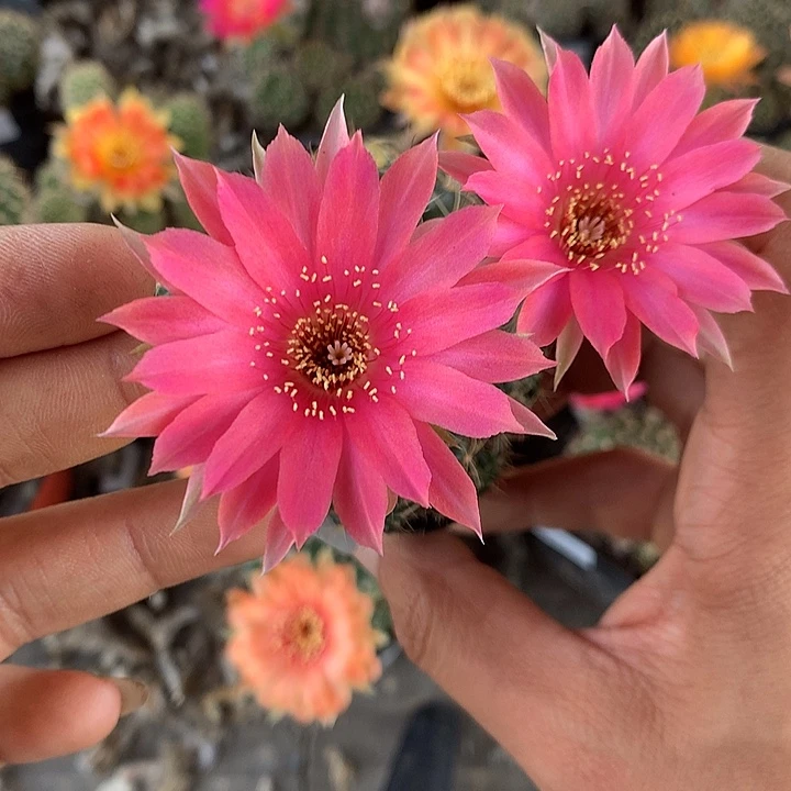 700 实生丽花5厘米盆