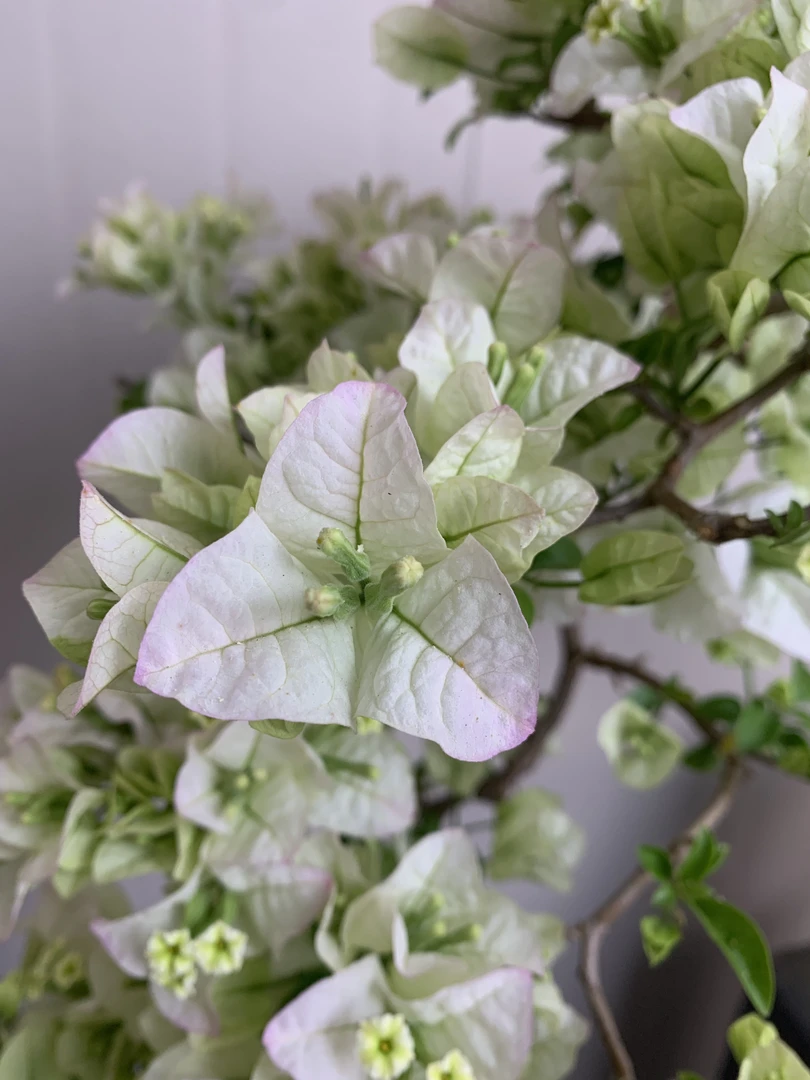 【一物一拍】三角梅盆景链接（以基地直播间实物为准老桩）