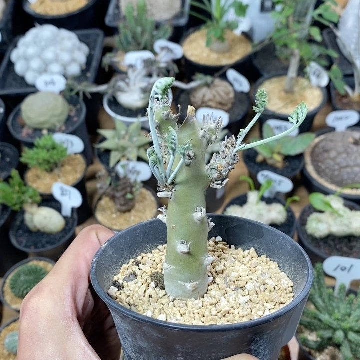 1051号实生枯野洋葵 高度8cm