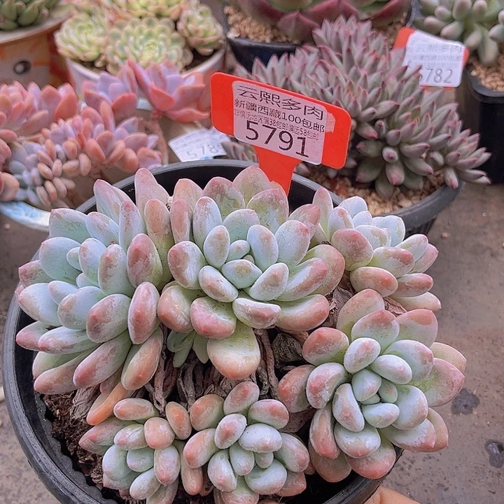 5791香水。